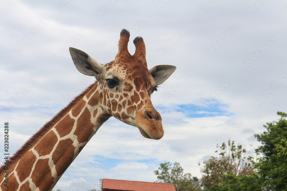 Fototapeta premium Girafe in Costa Rica