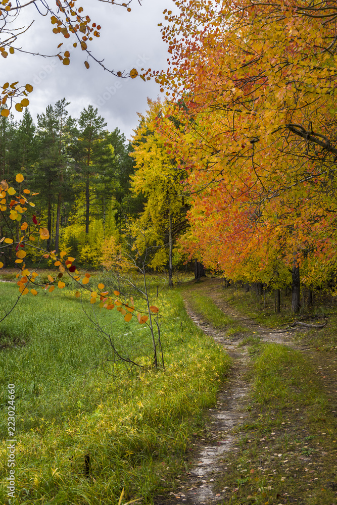 Φωτογραφία Autumn forest landscape, all the colors of autumn, and the overcast sky
