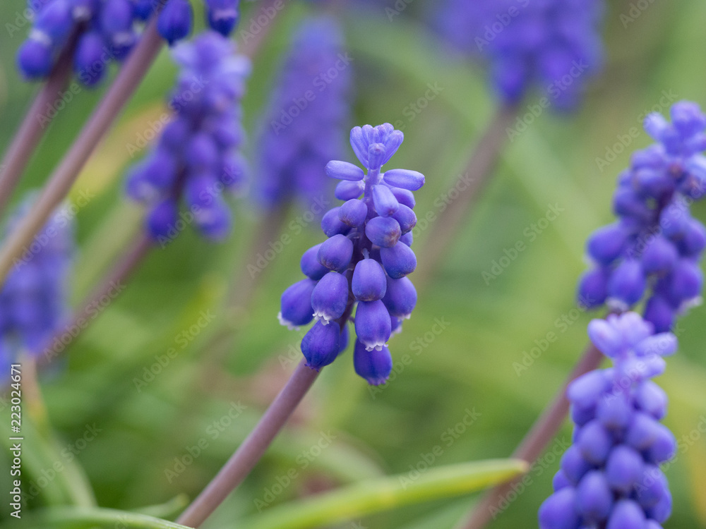 Grape hyacinth in meadow