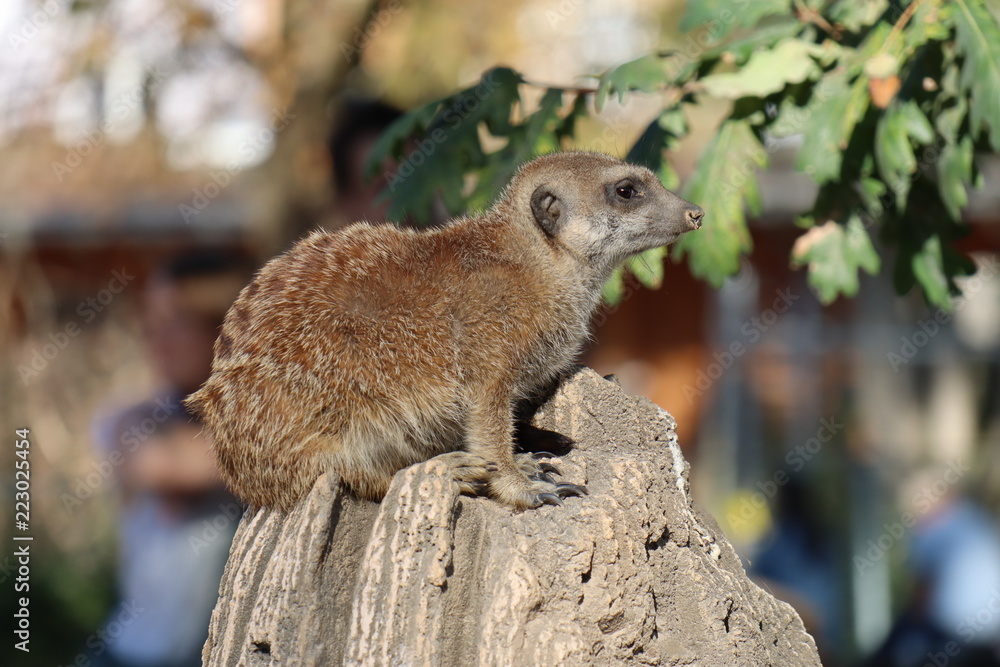 Naklejka premium Meerkat