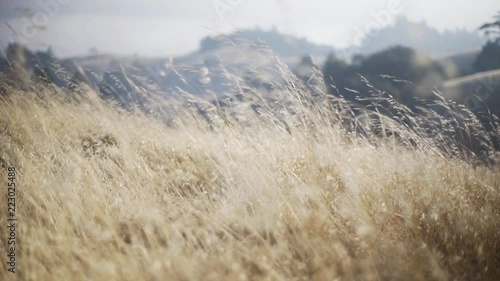 Golden State 12
