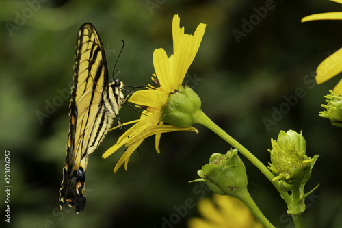 Eastern tiger swallowtail butterfly drinking from a yellow flower - Papilio glaucus photo