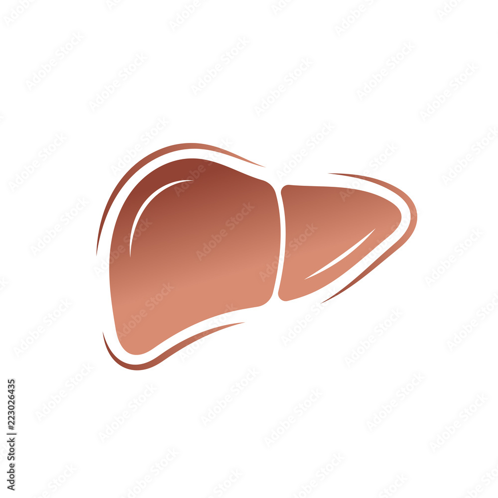 Obraz premium Human liver anatomy. Human internal organs symbol. Vector illustration in flat style isolated on white background.