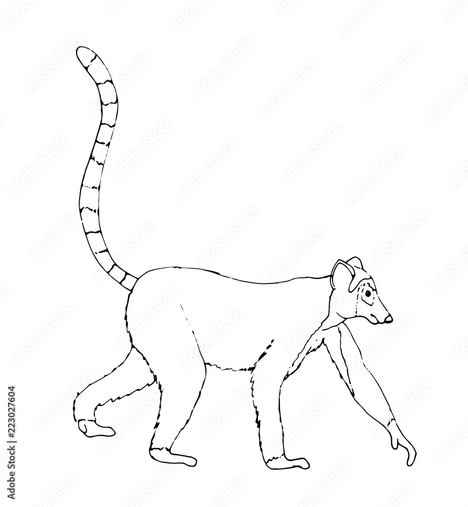 Fototapeta premium Lemur Kontur