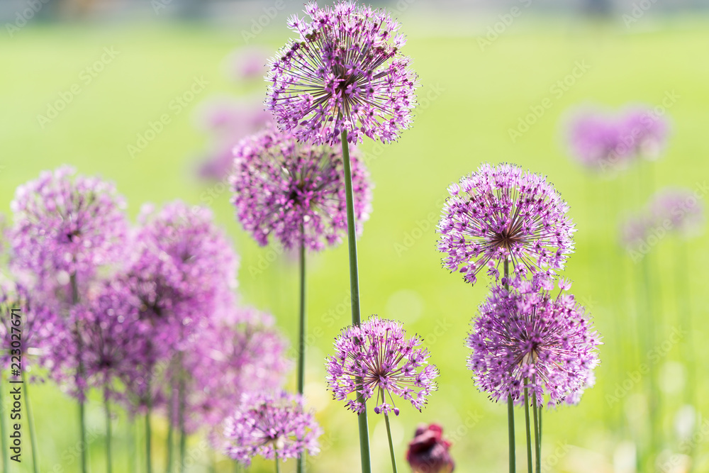 Obraz premium Close-up photo of purple allium blossom.