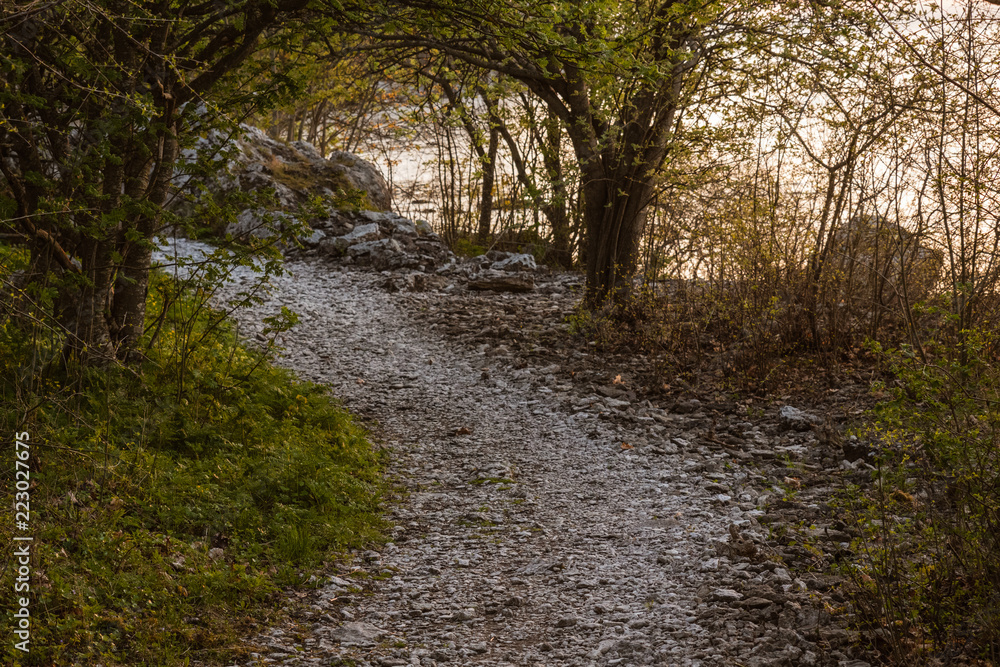 winding road in the forest winding road in the forest