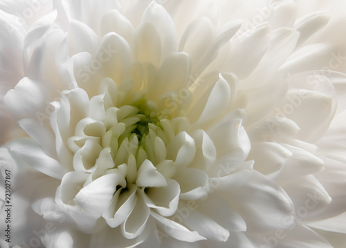 Closeup of a White Chrysanthemum Flower