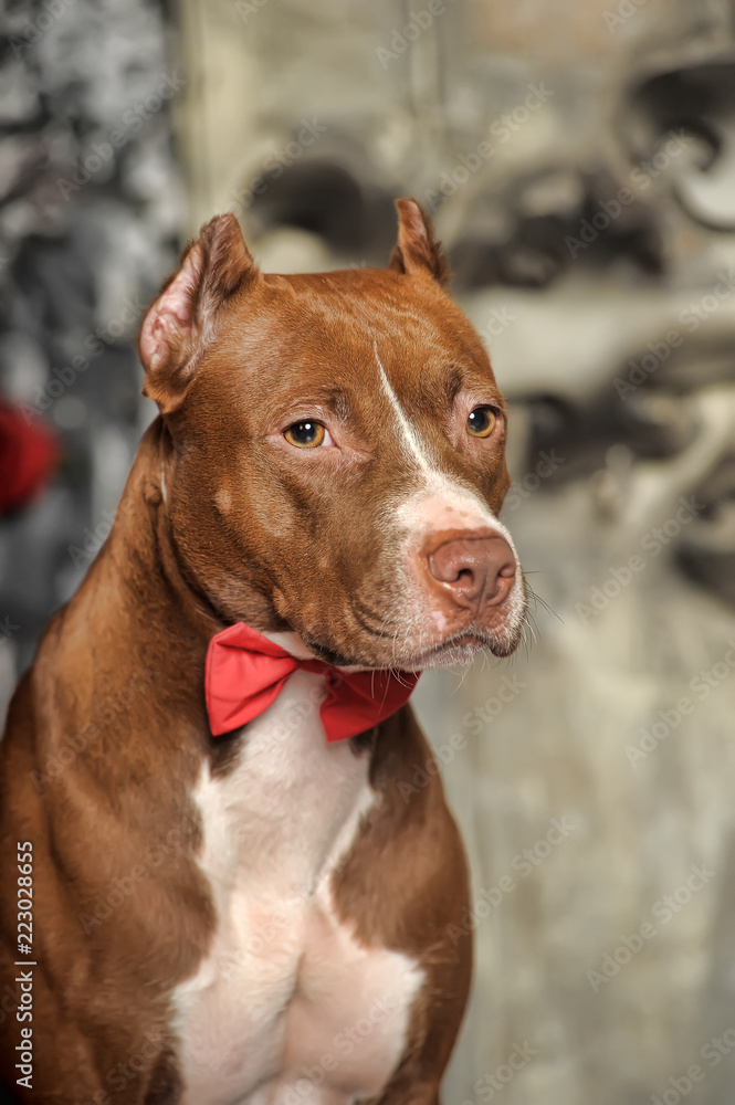 pit bull terrier with a red bow tie