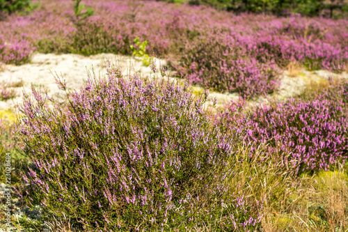 Field of heather flowers  close-up in the forest