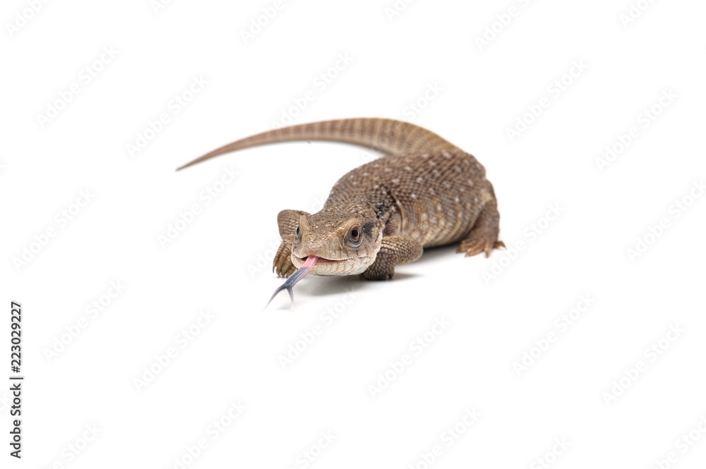 Savannah monitor lizard  isolated on white background