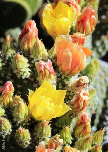 Yellow and orange prickly pear flowers in bloom
