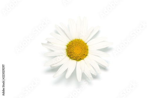 Flower Chamomile isolated on white background