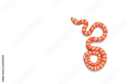 Honduran milk snake isolated on white background