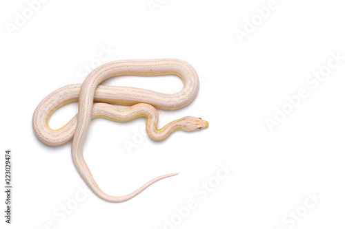Corn snake isolated on white background
