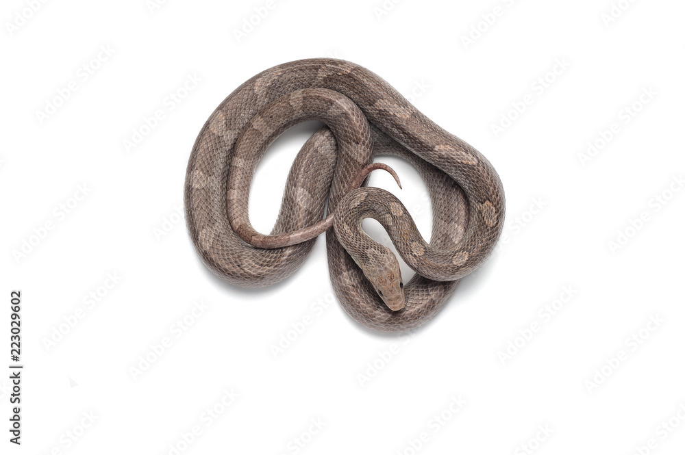 Corn snake isolated on white background Corn snake isolated on white background