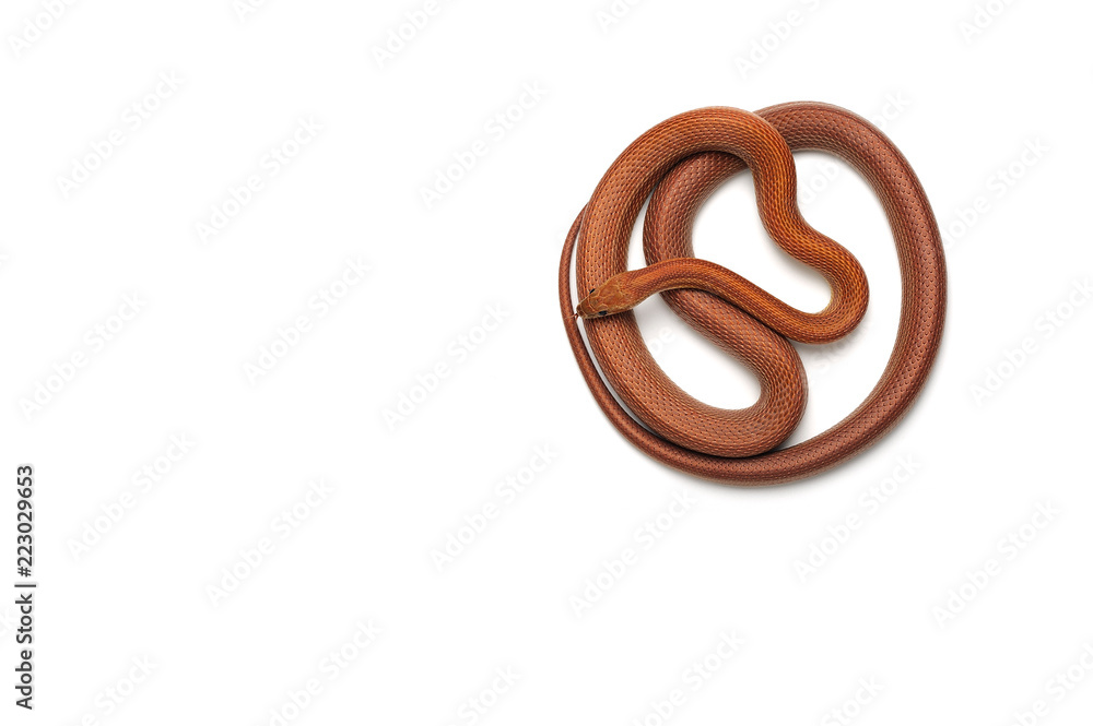 Corn snake isolated on white background Corn snake isolated on white background