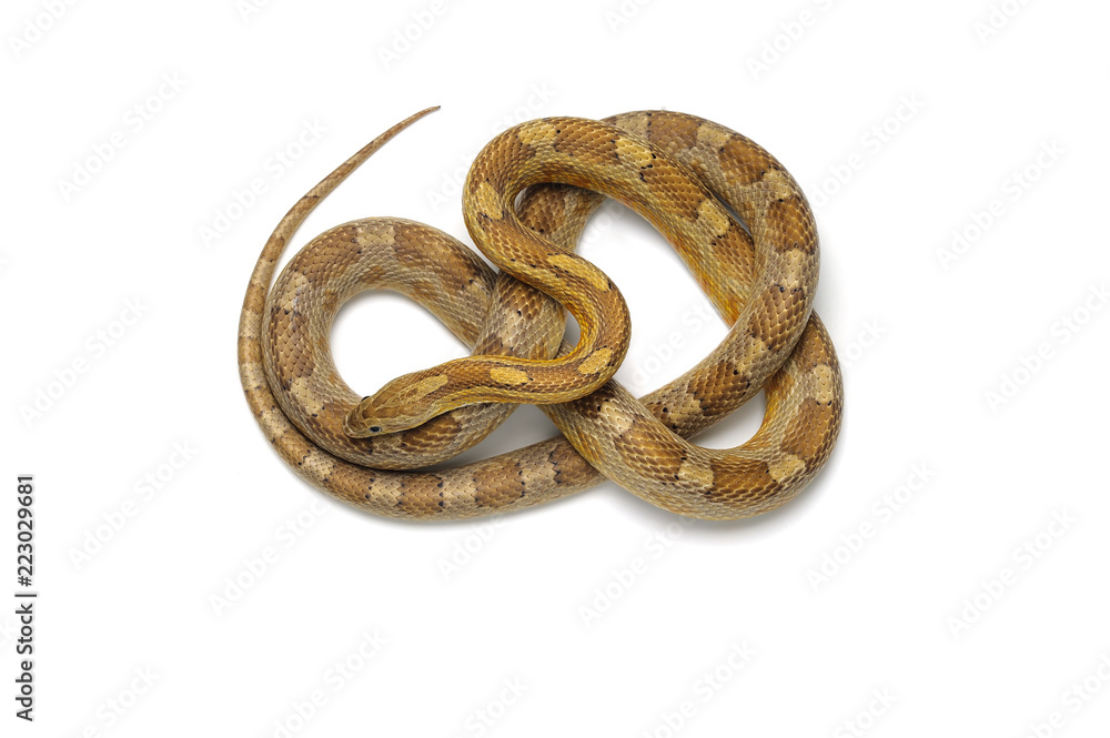 Corn snake isolated on white background Corn snake isolated on white background