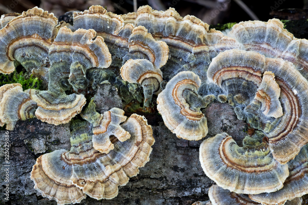 Φωτογραφία Beautiful colorful blue turkey tail mushrooms (Trametes versicolor) is used in traditional medicine to fight cancer