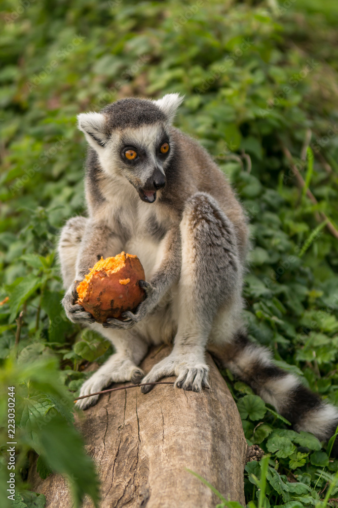 Ring Tailed Lemur Eating