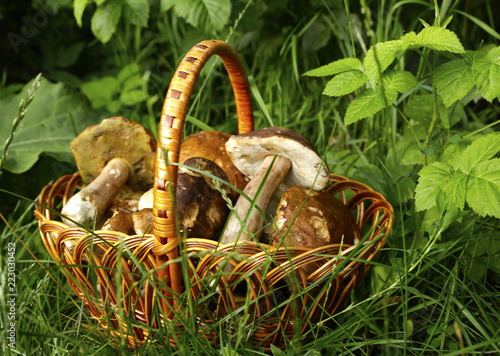 white mushrooms in a basket