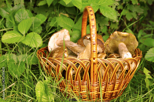 white mushrooms in a basket