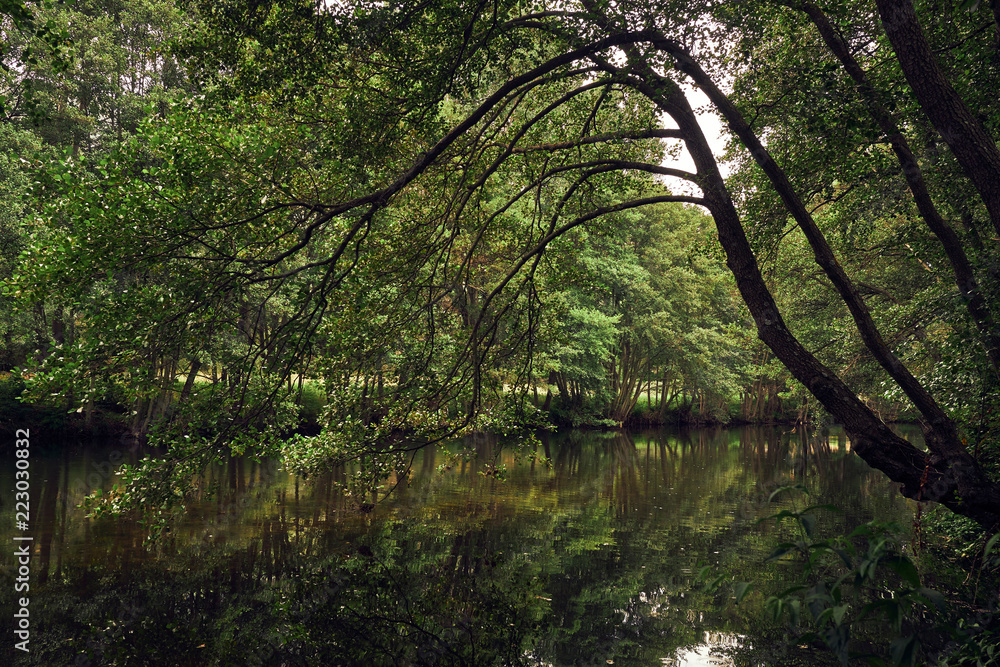River flowing between trees