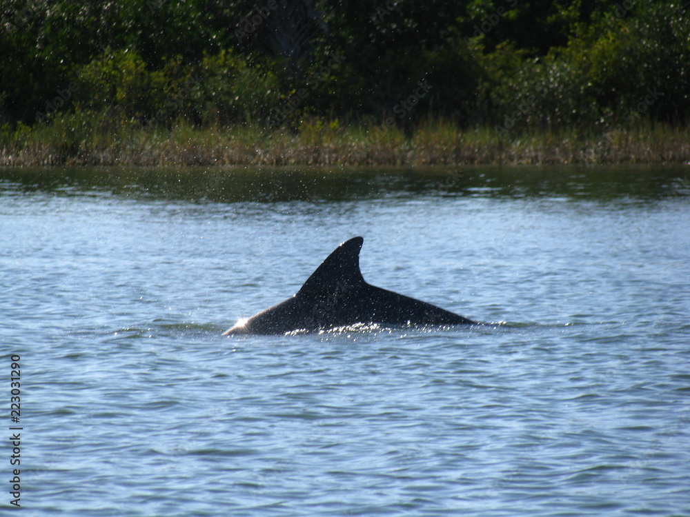 Fototapeta premium dolphin
