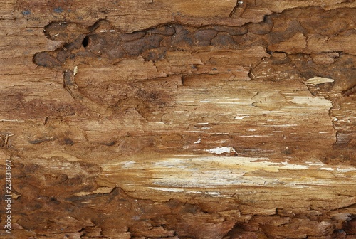 Wooden plank background  © Marek