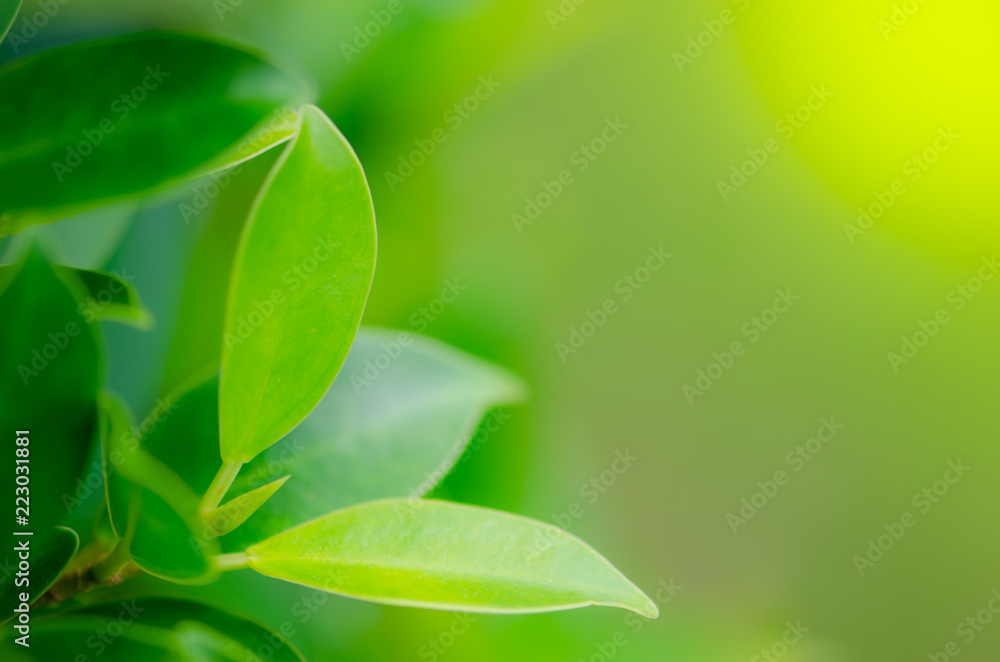fresh and green leaves in the garden. fresh and green leaves in the garden.