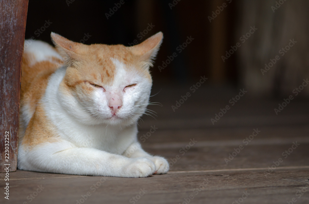 Red cat smiling to look at the holiday. Red cat smiling to look at the holiday.