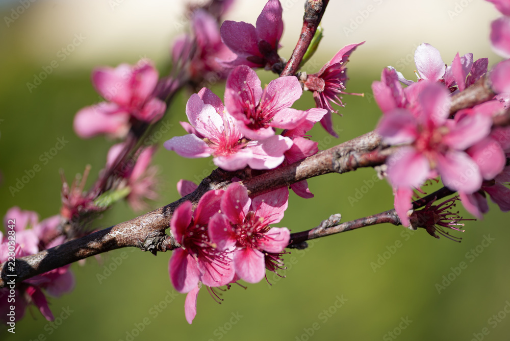 Obraz premium Pink Floo