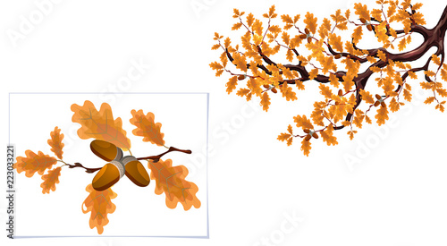 Yellow autumn branch of a large oak with acorns and a separate branch close-up. illustration