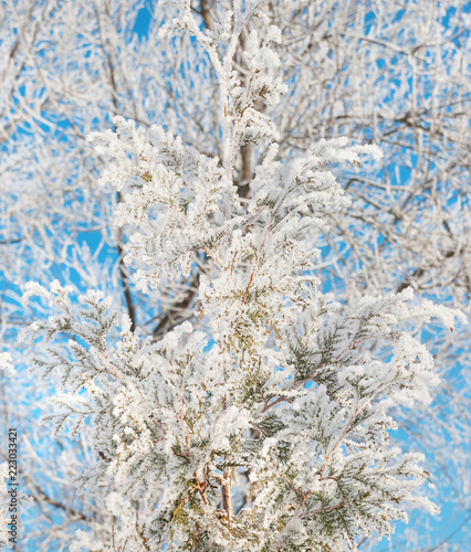 Hoarfrost on branches of a ...