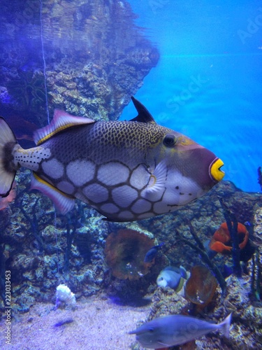 Aquarium in Moscow, 2018