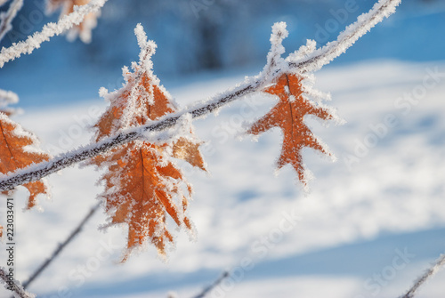 Oak leaves with a hoarfrost