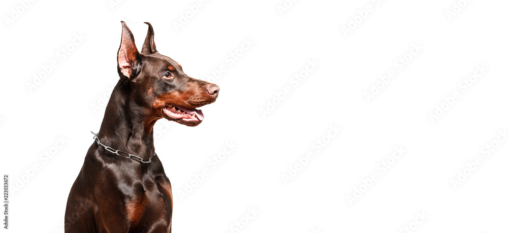Doberman dog sits on red pillow against white isolated background. Doberman dog sits on red pillow against white isolated background.
