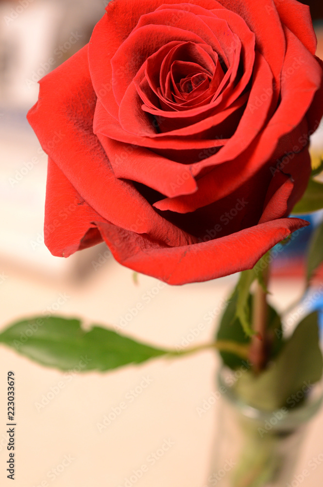 Fototapeta premium Red Rose in a Vase