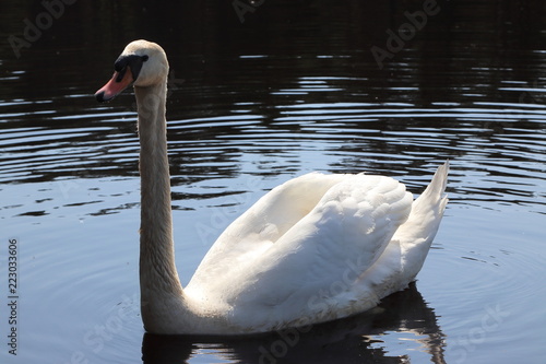 Swan living in Lithuania, summer 2018