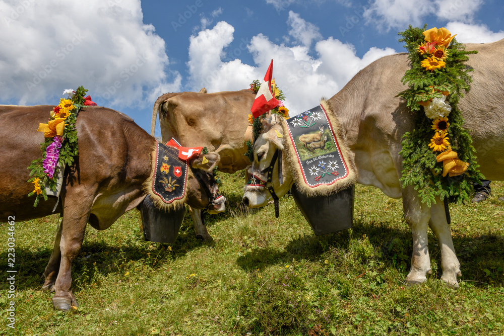 Decorated cow on the annual transhumance at Engstlenalp on Switzerland - obrazy, fototapety, plakaty 