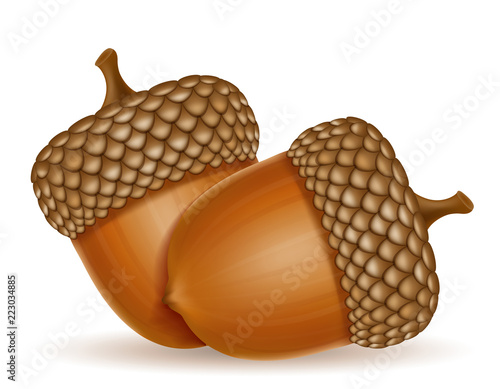 autumn oak acorns vector illustration
