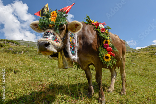 Bild auf Leinwand Decorated cow on the annual transhumance at Engstlenalp on Switzerland