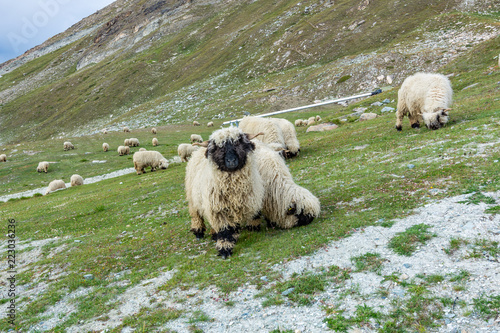 Black nose sheep grazing near the Matterhorn photo