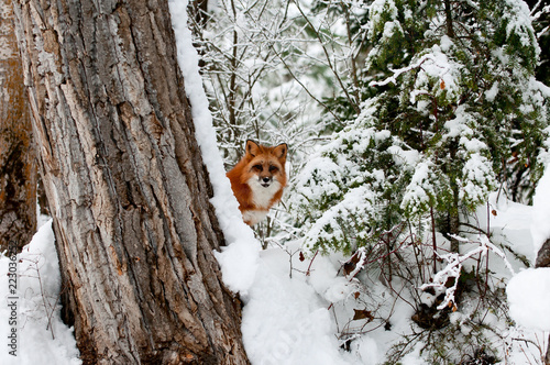 Fox Behind Tree