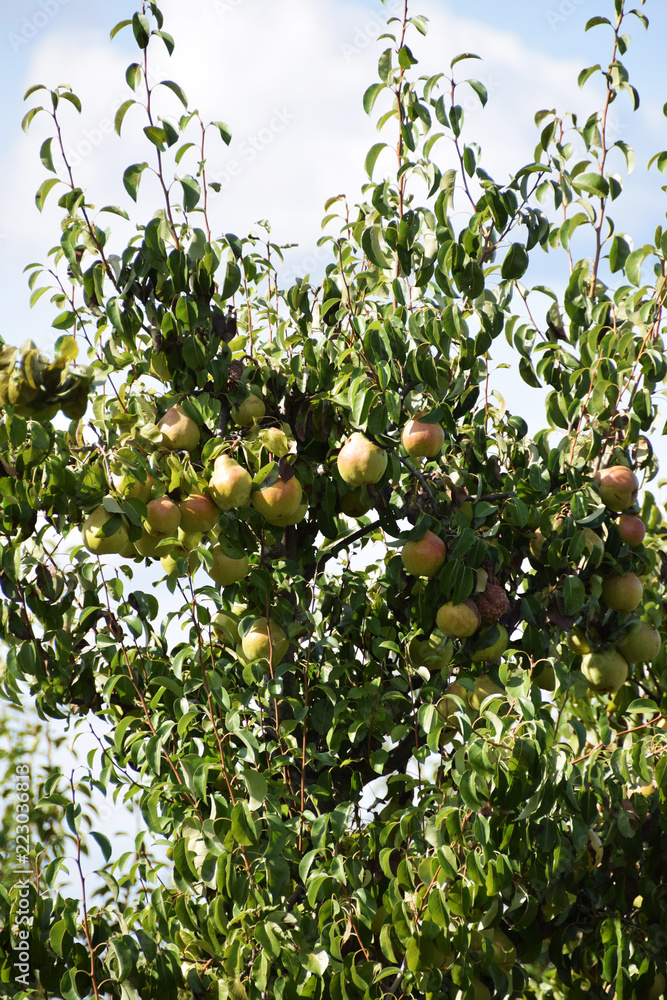 Juicy pears on a tree in orchard