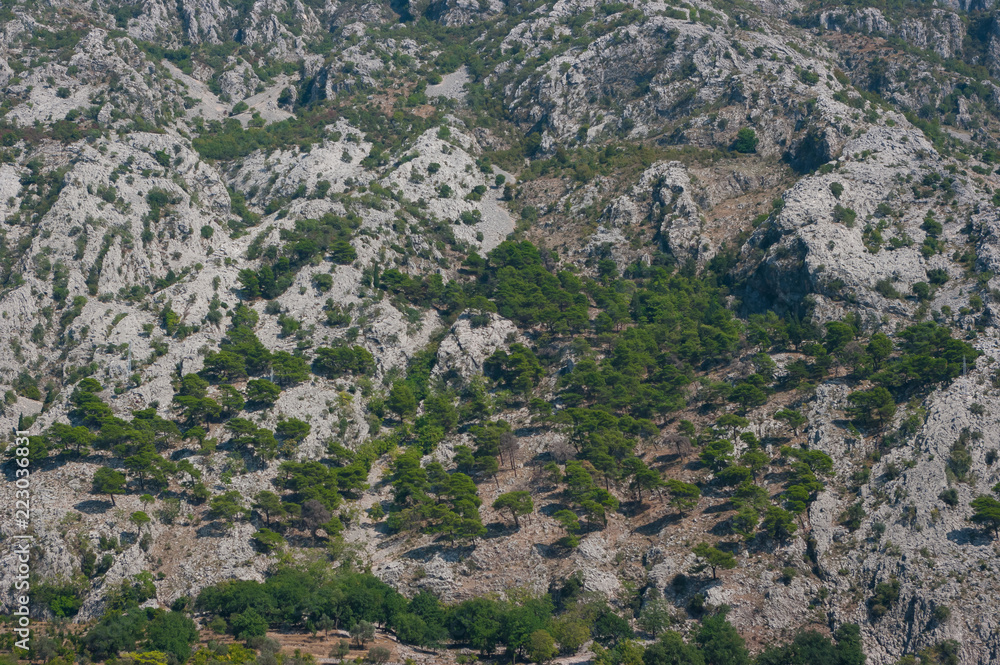Obraz premium Some trees that grow in rocky terrain.