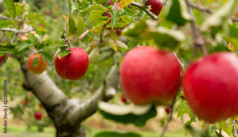 Fresh Apple tree farm Fresh Apple tree farm