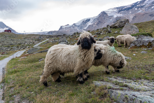 Black nose sheep grazing near the Matterhorn with the alpine hut Fluhalp in the background