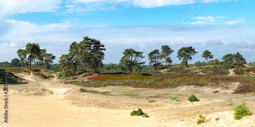 Panorama of the Aekingerzand national park in Appelscha, The Netherlands