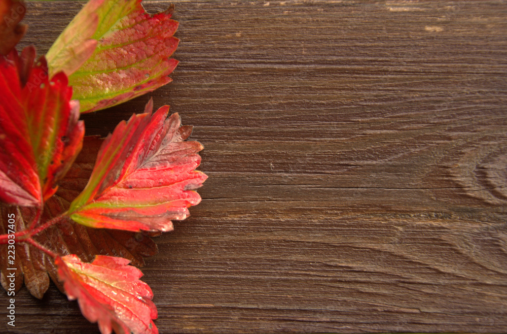 Red autumn leaves in drops of rain lie on a wet brown, old Board.