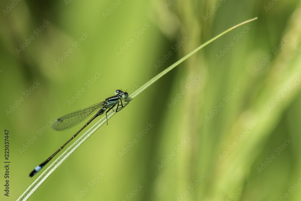 Insectes du Marais de Montfort - Isère.